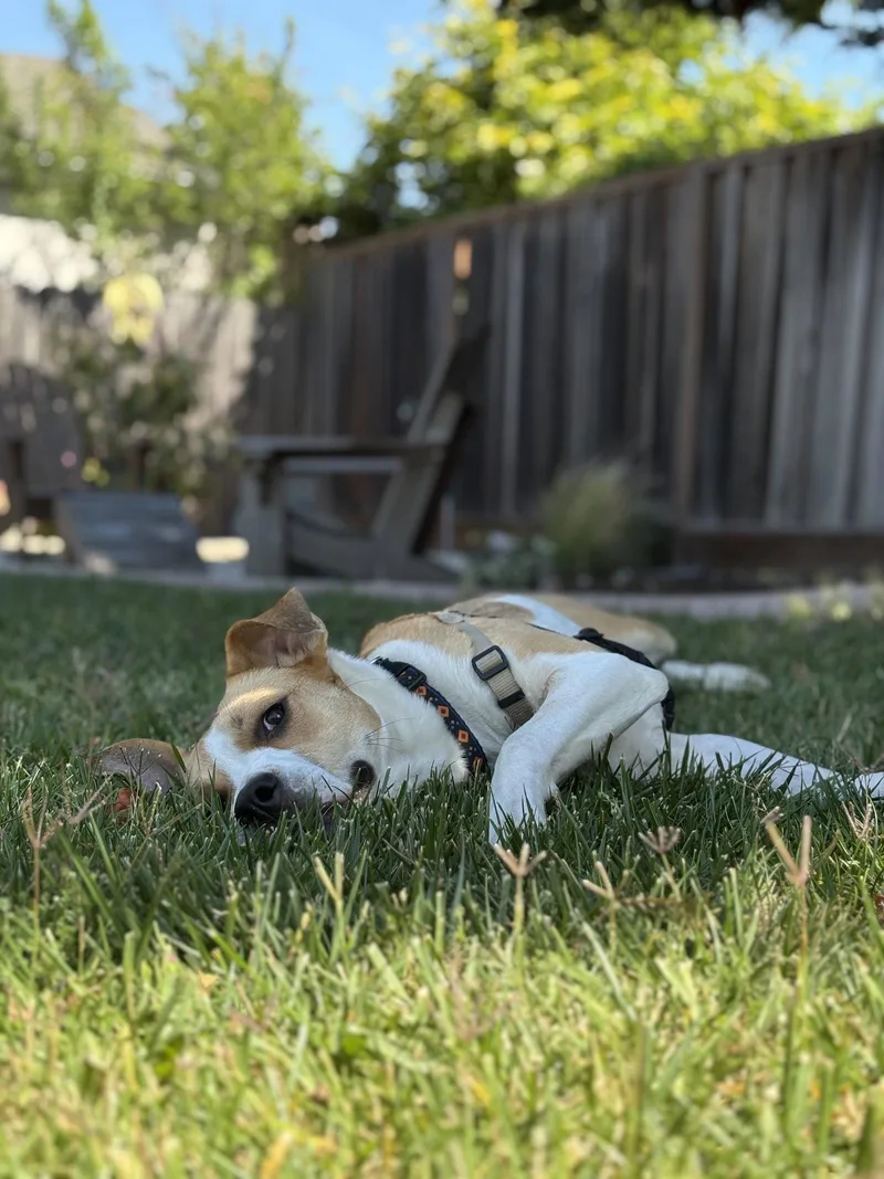 Bailey thumbnail 3