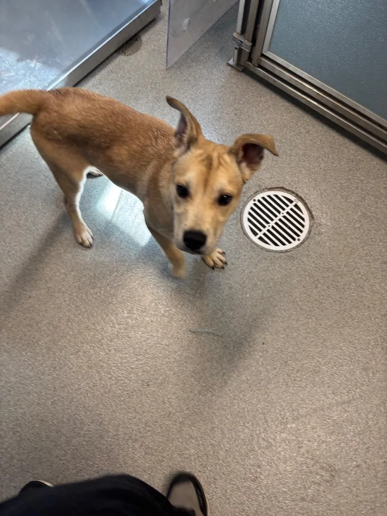 A baby medium-sized male Pit Bull Terrier dog named Spork for adoption in Bloomington, IN