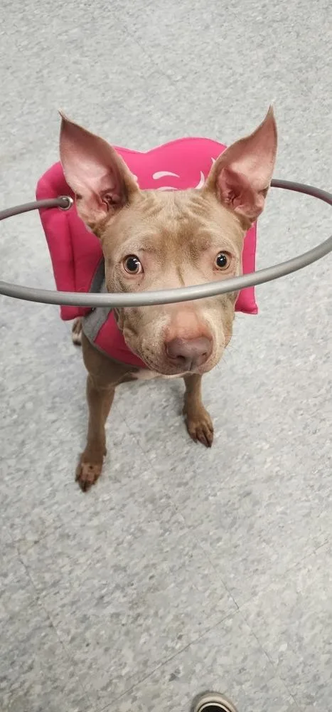 An adult medium-sized female Tricolor (Brown, Black, & White) Mixed Breed dog named Helen for adoption in Clinton Township, MI