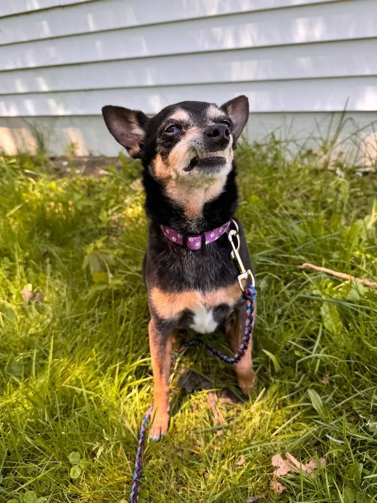 Gidget