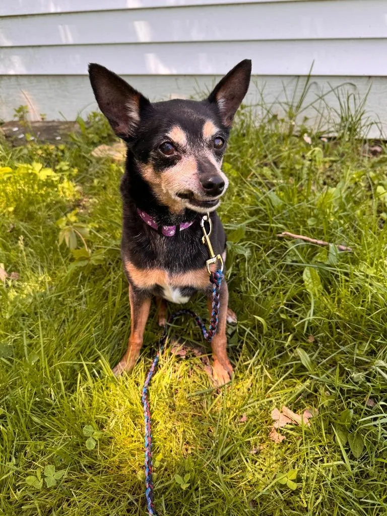 Gidget thumbnail 2
