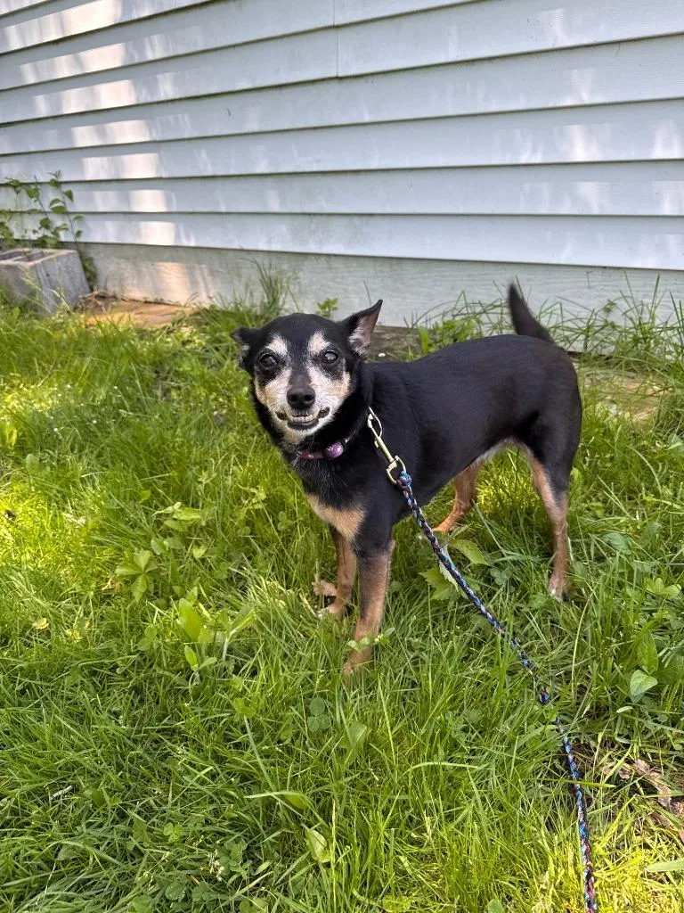 Gidget thumbnail 3