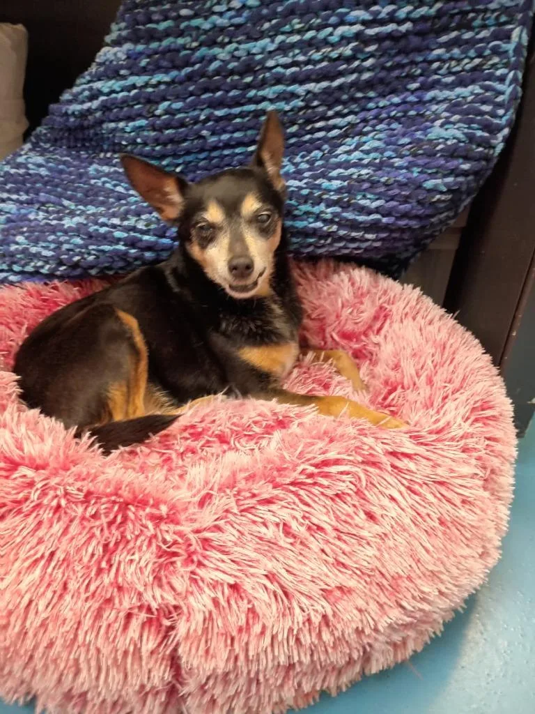 Gidget thumbnail 4