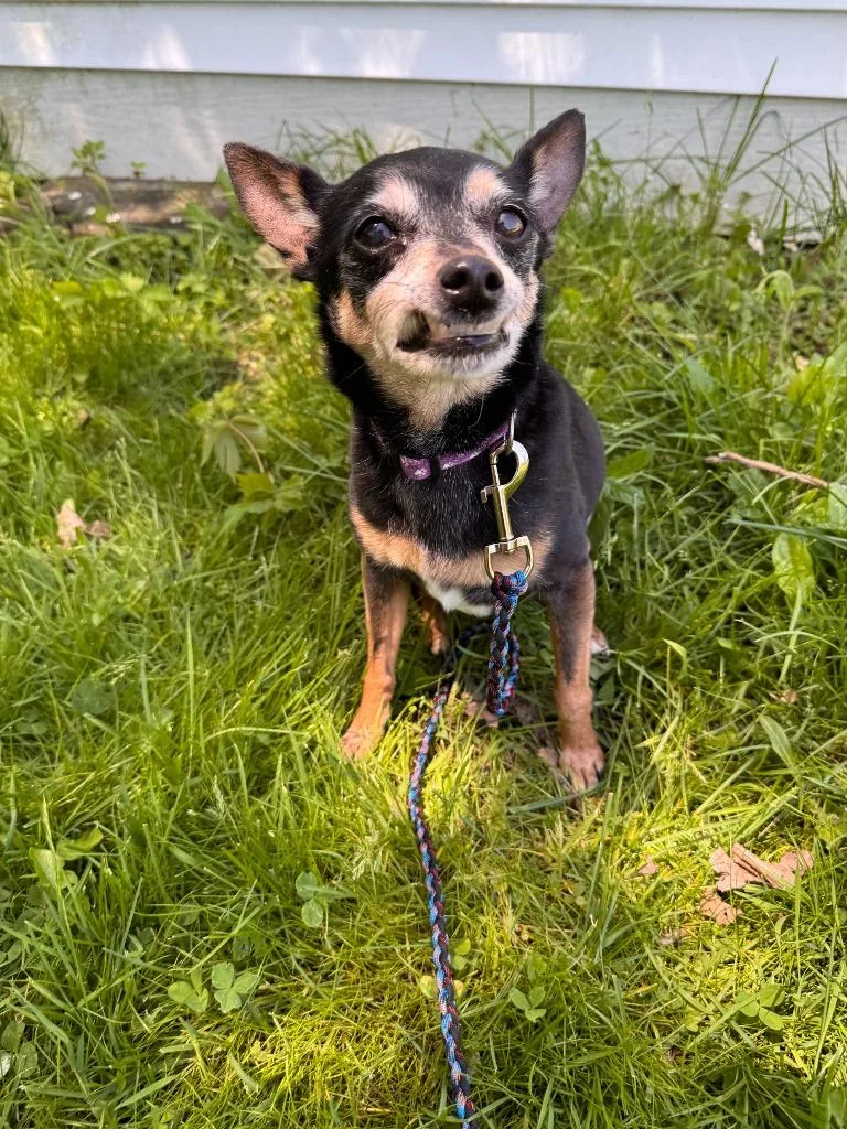 Gidget thumbnail 6