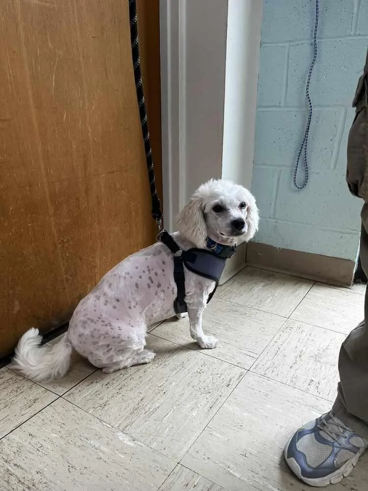 An adult small-sized male White / Cream Maltese dog named Albert for adoption in Denton, MD