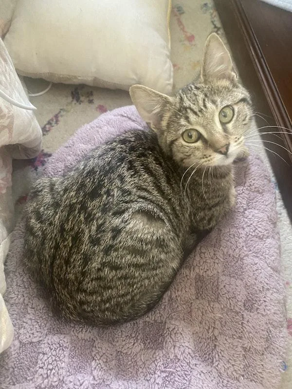 A baby small-sized male Tabby (Brown / Chocolate) Domestic Short Hair cat named Ram for adoption in Nashville, TN