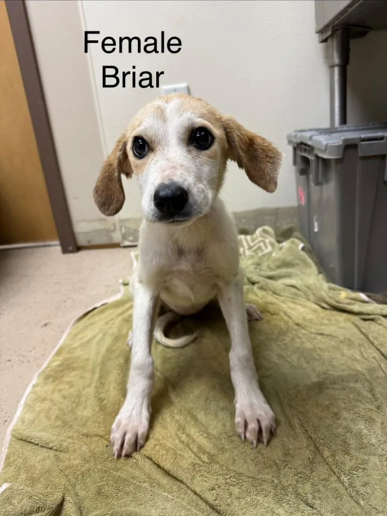 Briar