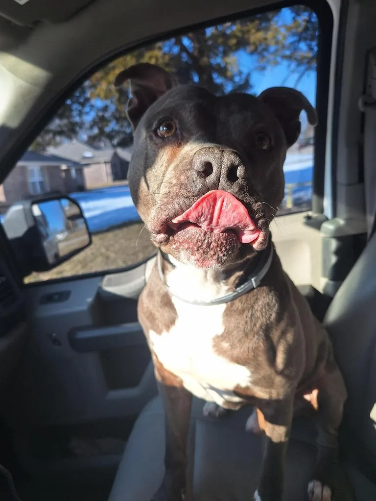 An adult medium-sized male Pit Bull Terrier dog named Ruger for adoption in Noble, OK