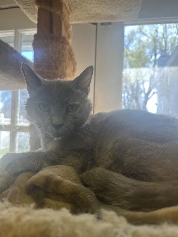 A senior medium-sized male Domestic Short Hair cat named Squeaks for adoption in Ocean View, NJ