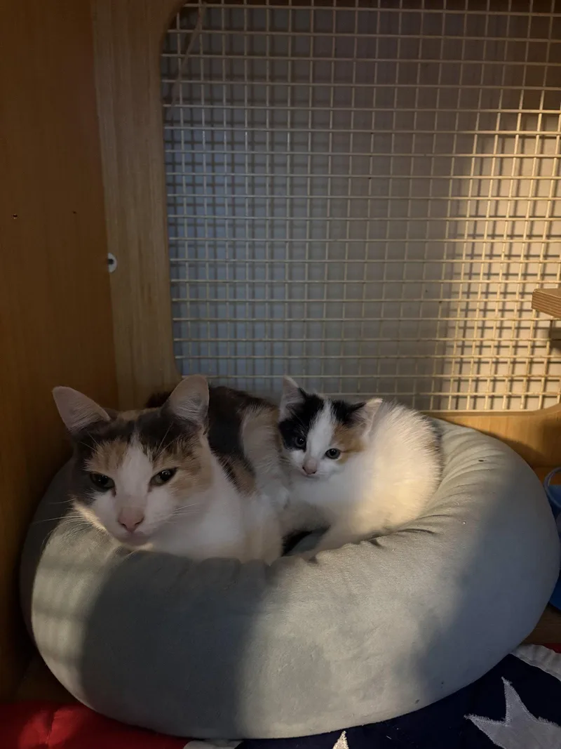 A young medium-sized female Calico cat named Princess for adoption in White Bluff, TN