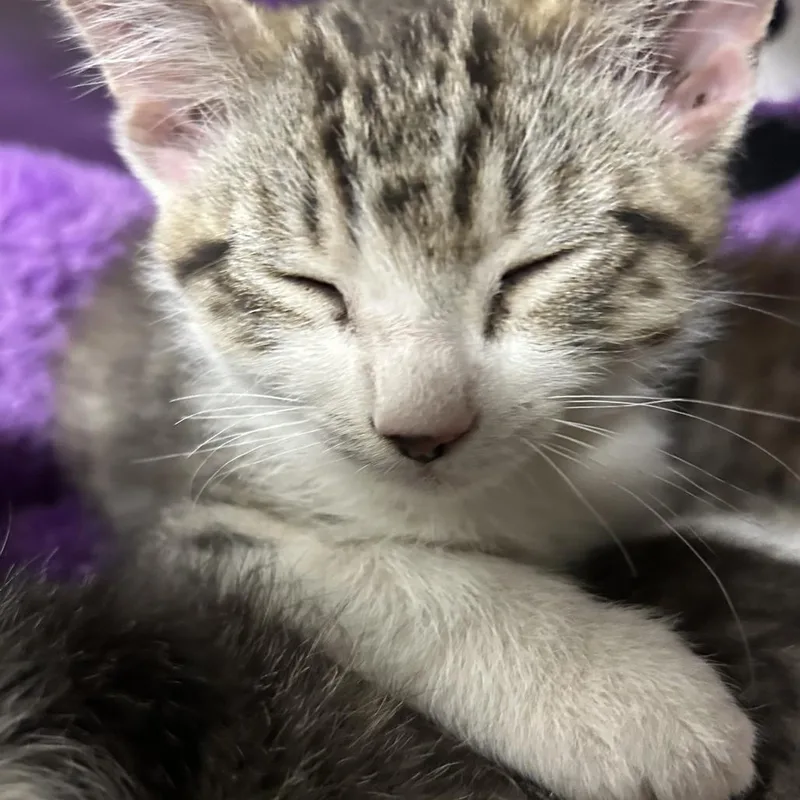 A baby small-sized male Brown / Chocolate Domestic Short Hair cat named Octopus for adoption in Taos, NM