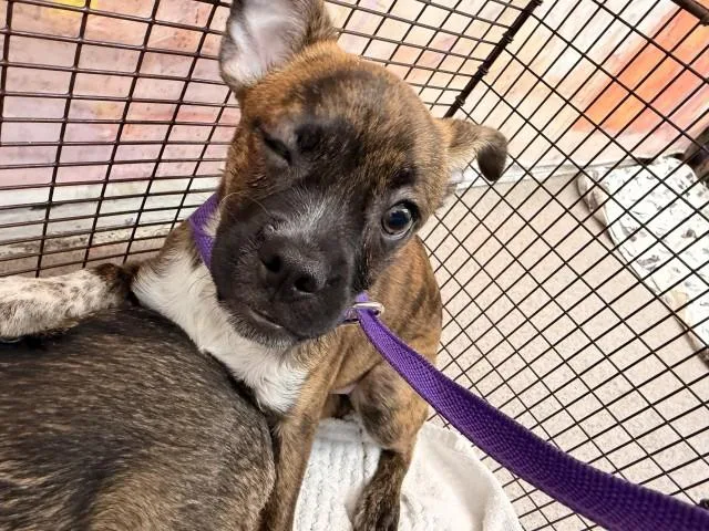 A baby small-sized female Pit Bull Terrier dog named Maisie for adoption in San Bernardino, CA