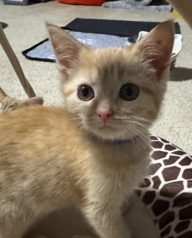 A baby small-sized female Tabby (Orange / Red) Domestic Short Hair cat named Tortellini for adoption in Poplar Grove, IL