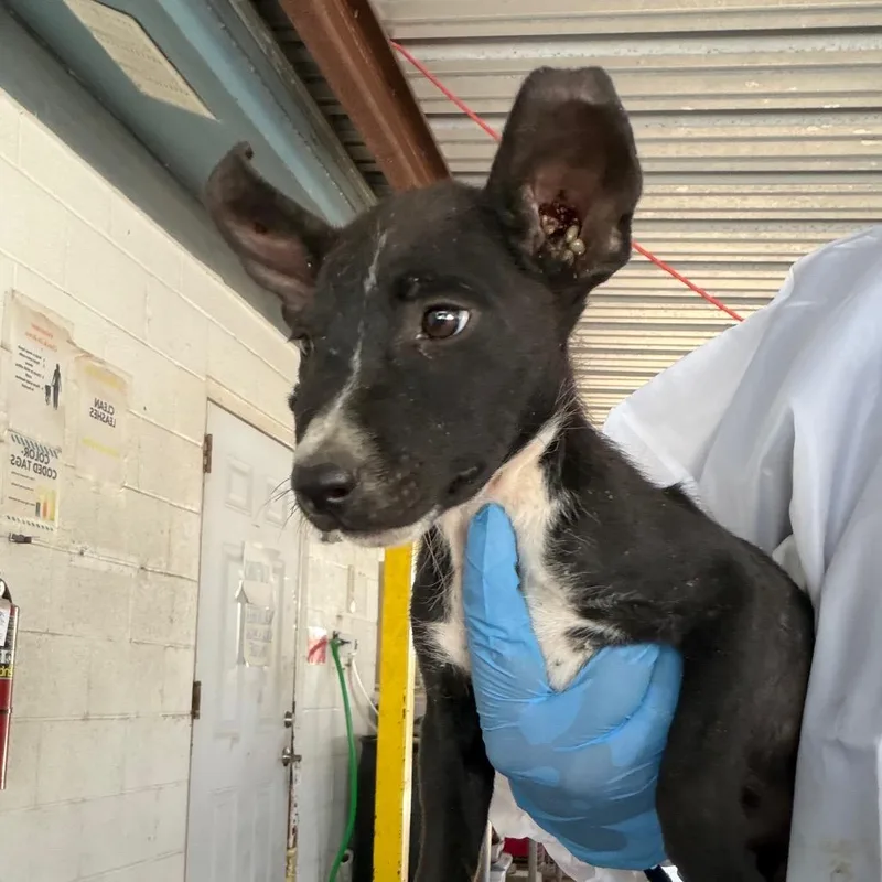 A baby small-sized female Black Pit Bull Terrier dog named Oddish for adoption in Edinburg, TX