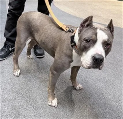 An adult large-sized female Pit Bull Terrier dog named Nina for adoption in Los Angeles, CA