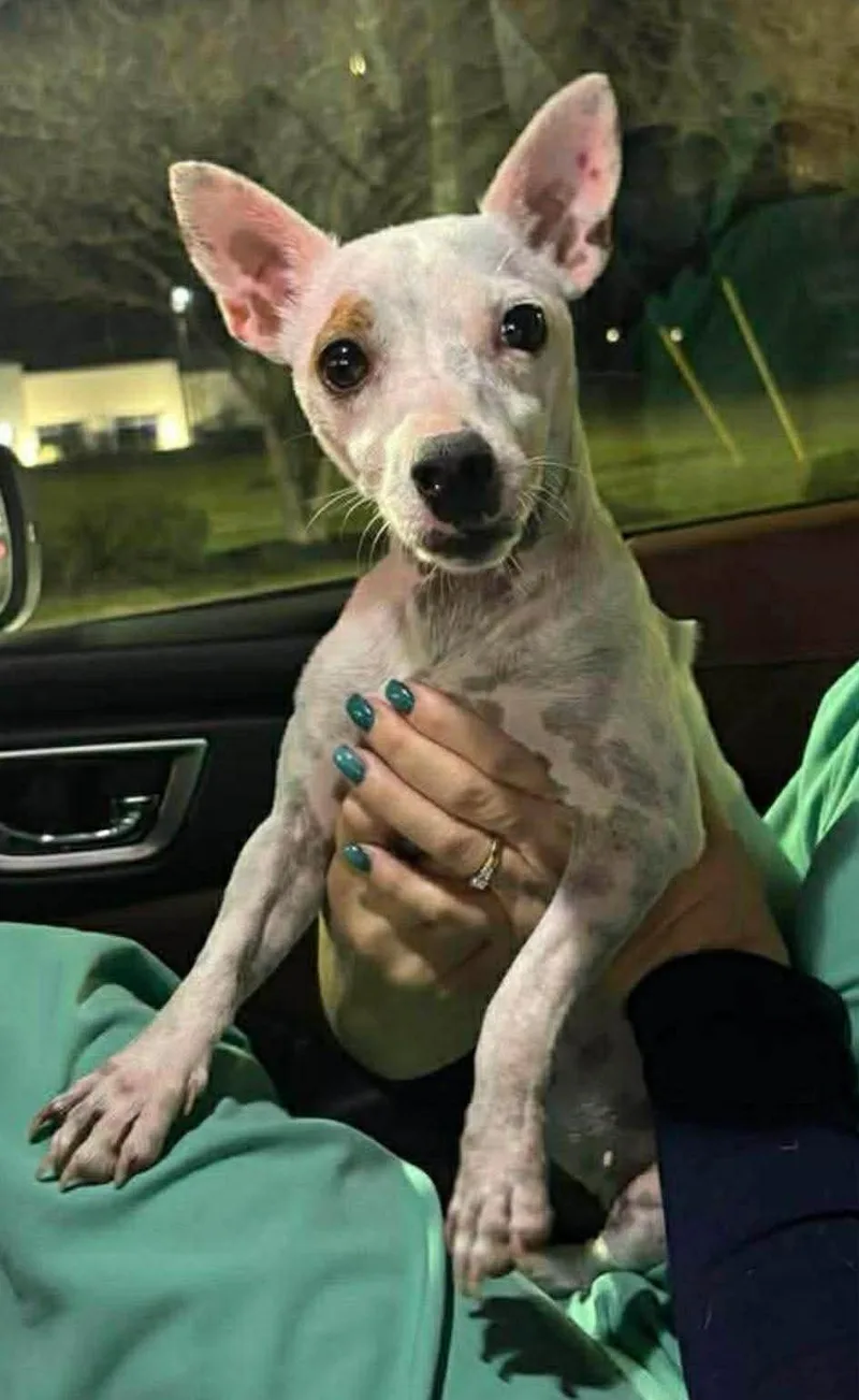 Wishbone thumbnail 3