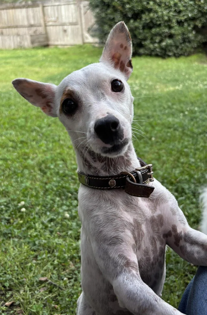 Wishbone thumbnail 4