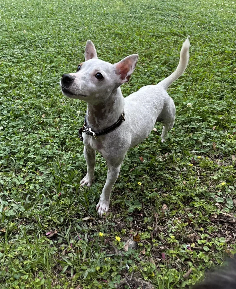 Wishbone thumbnail 5