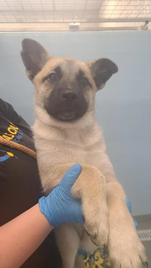 A baby small-sized female Siberian Husky dog named Barbara Ann for adoption in Toledo, OH
