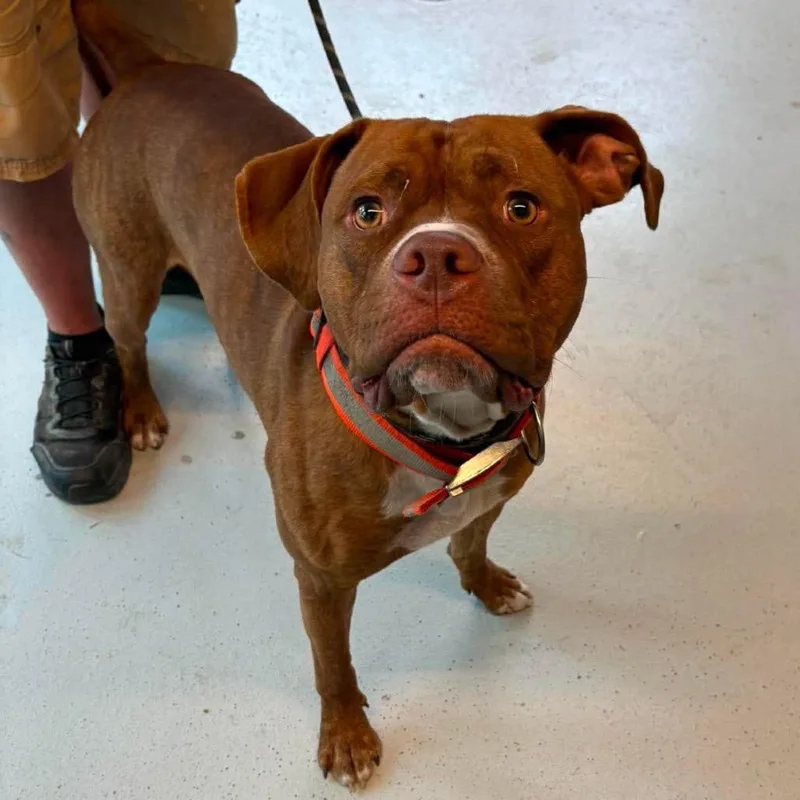 An adult large-sized male Brindle Mixed Breed dog named Rufus Stray Hold for adoption in Huntington, WV