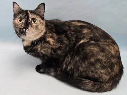 A young small-sized female Domestic Medium Hair cat named Dessa for adoption in Coon Rapids, MN