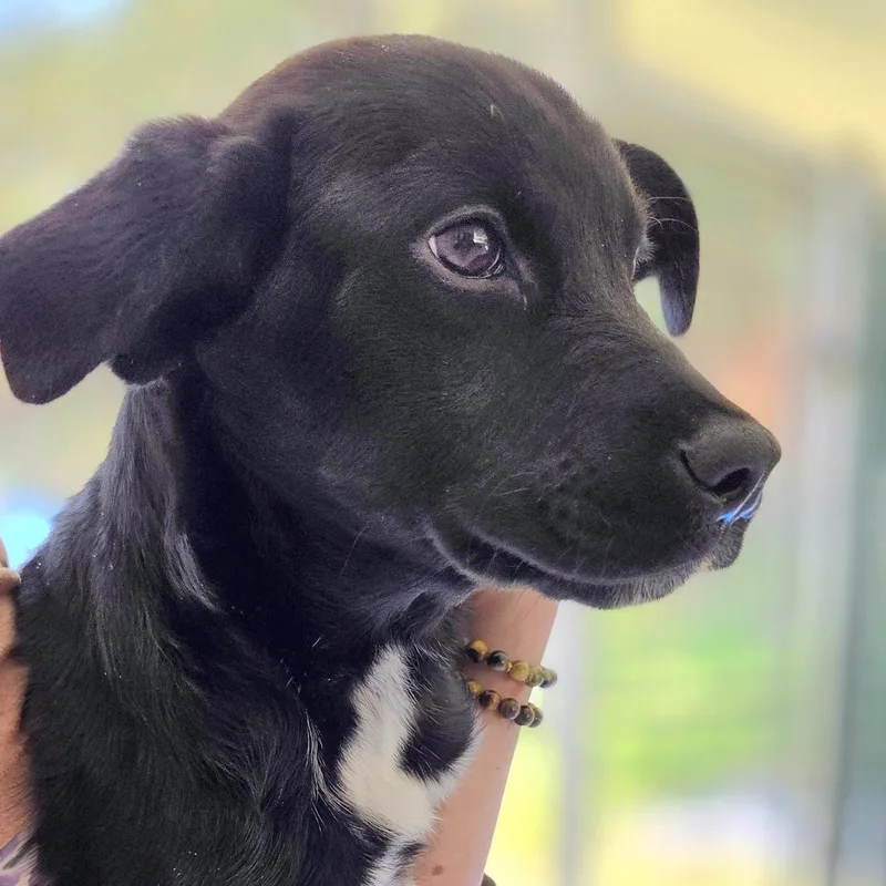 A baby medium-sized female Black Black Labrador Retriever dog named Twinkie for adoption in Franklin, NC