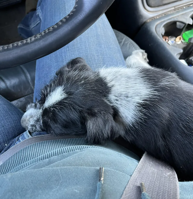 A baby medium-sized female Black McNab dog named Alissa for adoption in Bend, OR