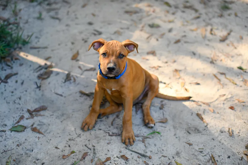A baby medium-sized male Brown / Chocolate Mixed Breed dog named Walker for adoption in BONIFAY, FL