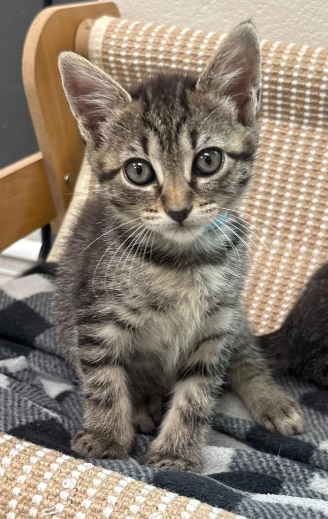 A baby medium-sized female Domestic Short Hair cat named Fizz for adoption in Greeneville, TN