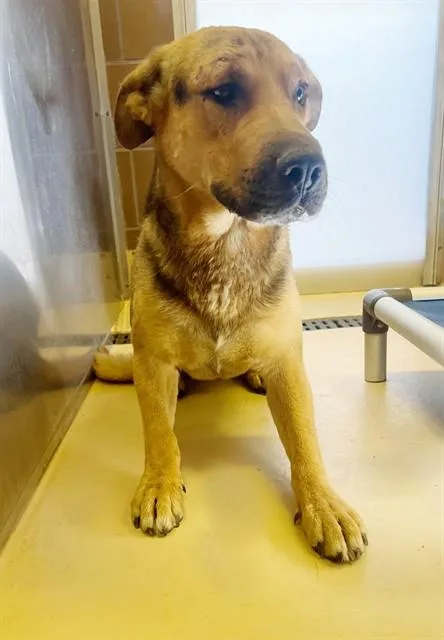 A young large-sized male Shepherd dog named Pendleton for adoption in Thousand Palms, CA
