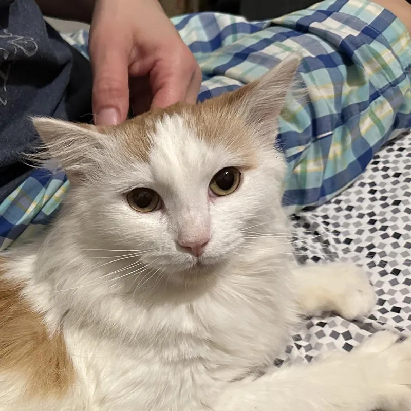 An adult large-sized male White Domestic Long Hair cat named Catthew for adoption in Chicago, IL