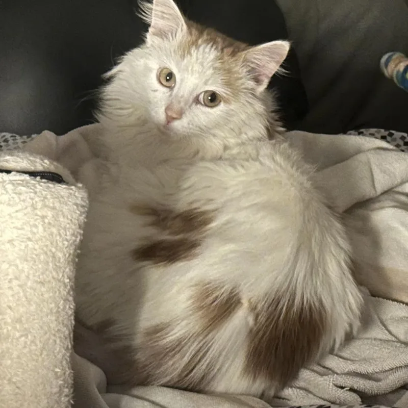 Catthew thumbnail 3