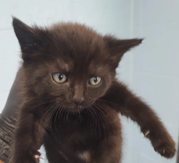 A baby small-sized male Domestic Short Hair cat named Kd Bolt for adoption in Lawrenceville, GA
