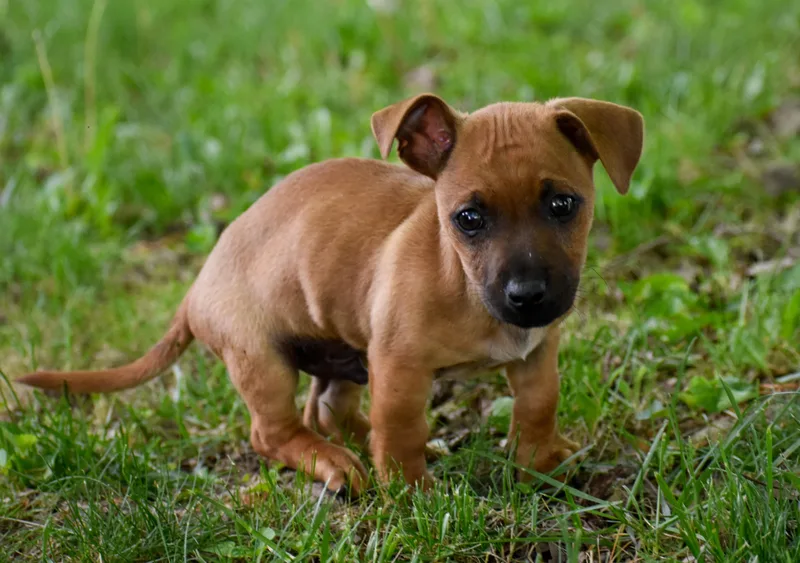 A baby small-sized male Mixed Breed dog named Burrito for adoption in Indianapolis, IN