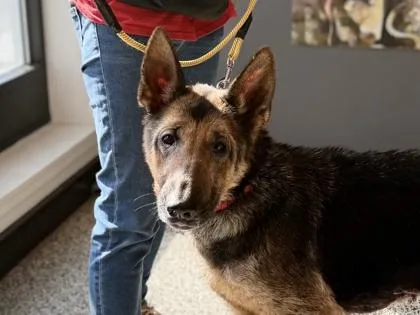 An adult large-sized female German Shepherd Dog dog named Shelby for adoption in West Chester, PA