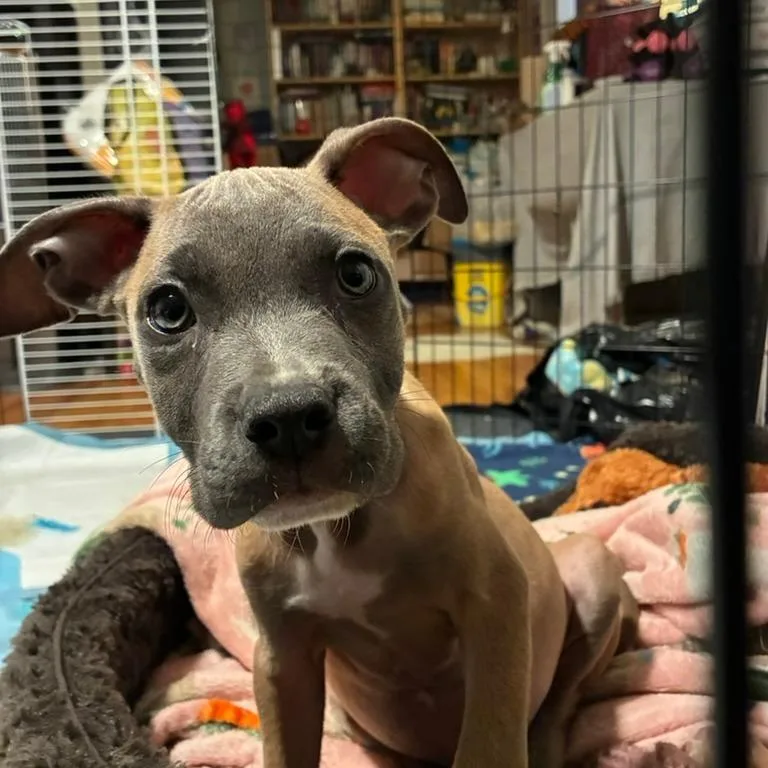 A baby small-sized male Pit Bull Terrier dog named Theo for adoption in Northbrook, IL