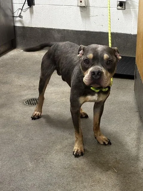 An adult medium-sized male Pit Bull Terrier dog named Atlas for adoption in Upper Marlboro, MD