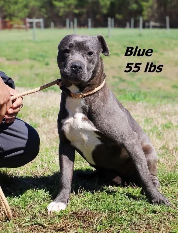 A young large-sized female Mixed Breed dog named Blue for adoption in Oxford, NC