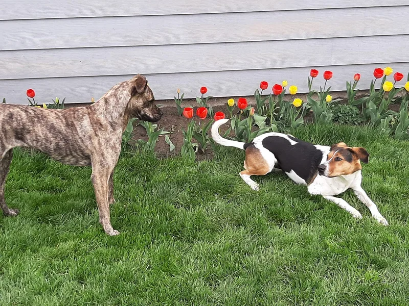 Pepsi Bonded Pair thumbnail 3