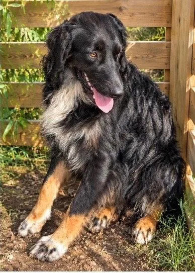 A young medium-sized male Australian Shepherd dog named Coleman for adoption in Dallas, TX