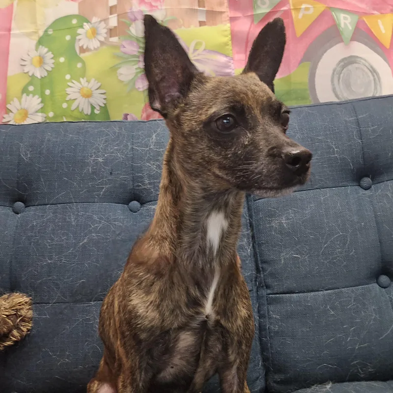 An adult small-sized male Brown / Chocolate Chihuahua dog named Granite for adoption in Normal, IL