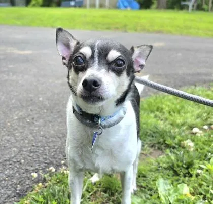 A senior small-sized male Parson Russell Terrier dog named Littlefoot for adoption in New Hope, PA