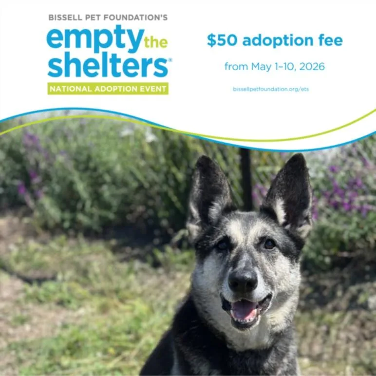 An adult medium-sized female German Shepherd Dog dog named Alani for adoption in Santa Cruz, CA