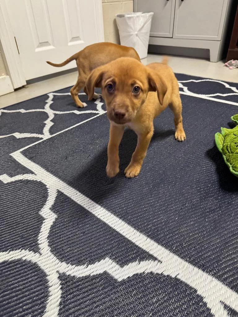 A baby large-sized female Mixed Breed dog named Fizzy for adoption in Metter, GA