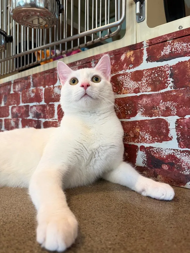 A young small-sized male Domestic Short Hair cat named Yeti for adoption in Hyde Park, NY