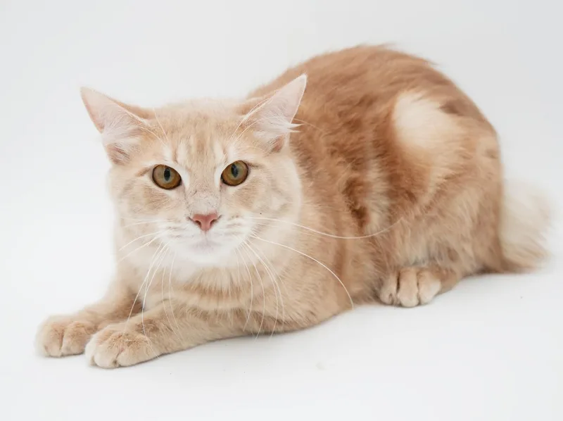 Scooter Is A Sweetie thumbnail 3