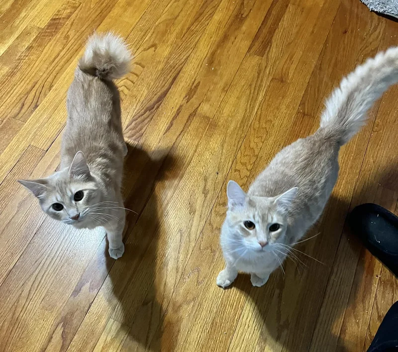 Scooter Is A Sweetie thumbnail 4