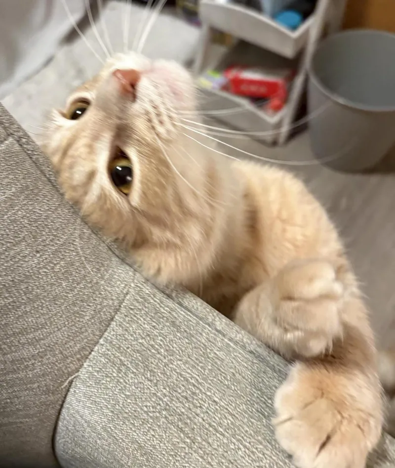 Scooter Is A Sweetie thumbnail 5