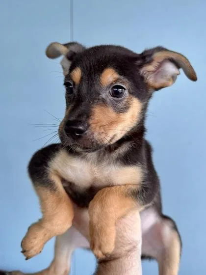 A baby small-sized male Mixed Breed dog named Franklin for adoption in New Orleans, LA