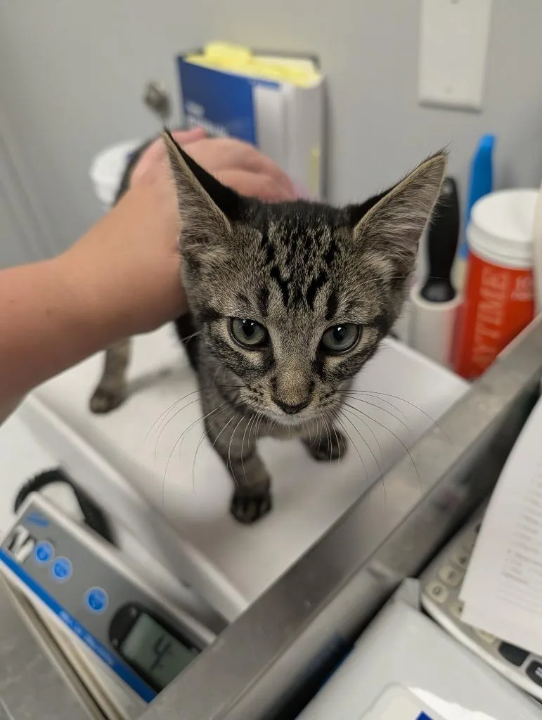 A baby small-sized male Domestic Short Hair cat named Vulture for adoption in Angola, IN